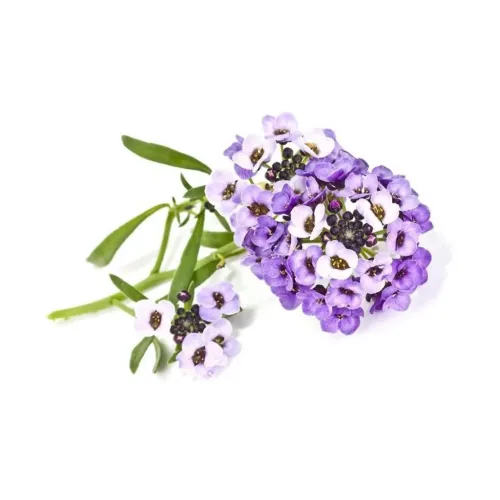 Click & Grow Sweet Alyssum taimekapslid lilla-valgete õitega Smart Gardenis siseruumides kasvatamiseks