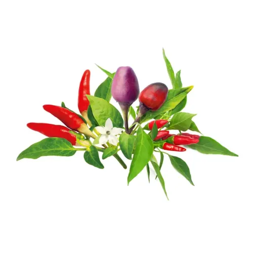 Click & Grow Chili Pepper Mix-plantkapslar med röda och lila chilifrukter, gröna blad och en vit blomma