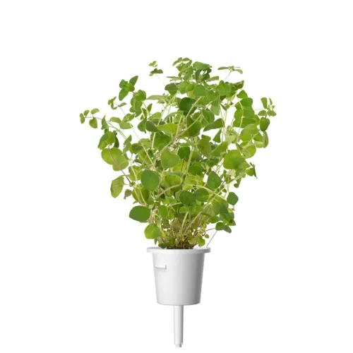 Smart Garden Oregano Nachfüllkapsel mit üppig grünem Oregano in einem weißen Plastikbecher mit einem langen, herausragenden Docht, vor weißem Hintergrund.