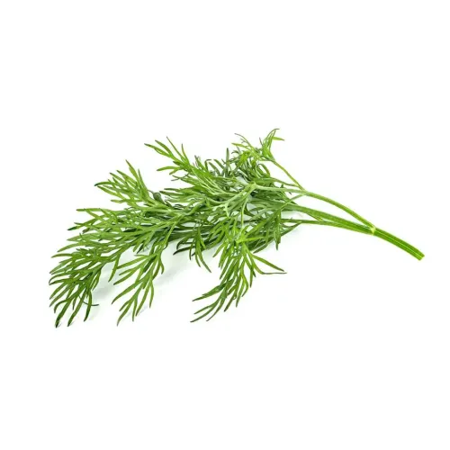 Dill sprig with finely lobed, green leaves lying diagonally on a white background, single stem with several lateral branches clearly visible.
