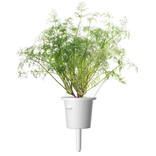 Smart Garden Refill with dill in a white capsule with a long protruding stick, side flap and transparent label, against a white background.