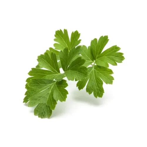 Vanlig persilja, grön plattbladig kvist med flikiga blad och tydliga nerver, liggande med lätt skugga mot vit bakgrund.