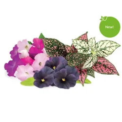 Click and Grow Smart Garden Refill 9-pack Vibrant Flower Mix featuring petunias, pansies, and polka dot plants for year-round indoor blooms