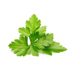 Click and Grow Smart Garden Refill 3-pack Cilantro Coriander för örtodling inomhus, färsk skörd året runt och enkel odling